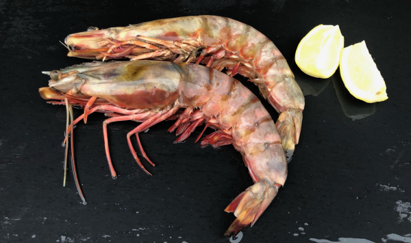 Riesengarnelen / Shrimps mit Kopf 16 - 20 Stück/kg, mit 20% Wasserglasurgewichtsanteil, 1 kg Beutel